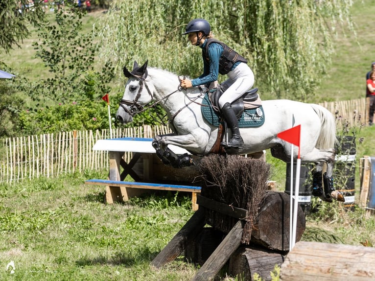 Sportivo Spagnolo / Sportivo della Spagna Castrone 8 Anni 148 cm Grigio in Arnstadt