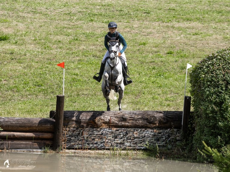 Sportivo Spagnolo / Sportivo della Spagna Castrone 8 Anni 148 cm Grigio in Arnstadt