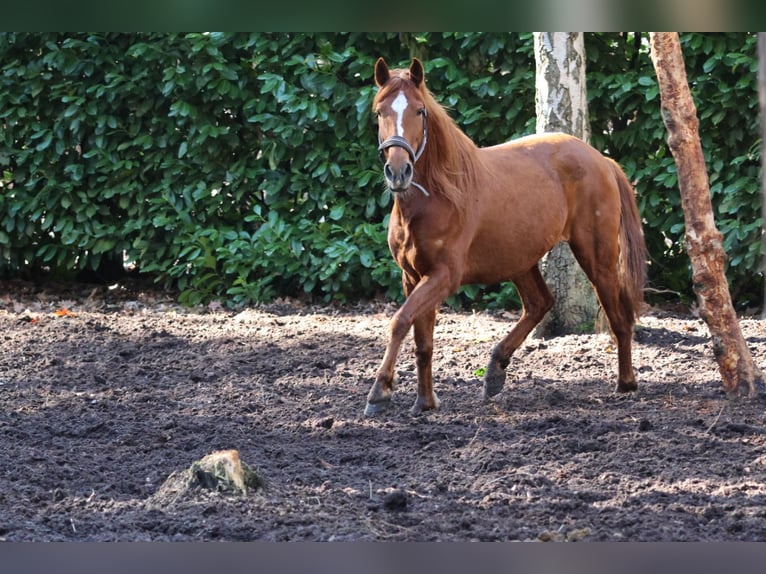 Sportivo Spagnolo / Sportivo della Spagna Castrone 8 Anni 150 cm Sauro in Bergen op Zoom