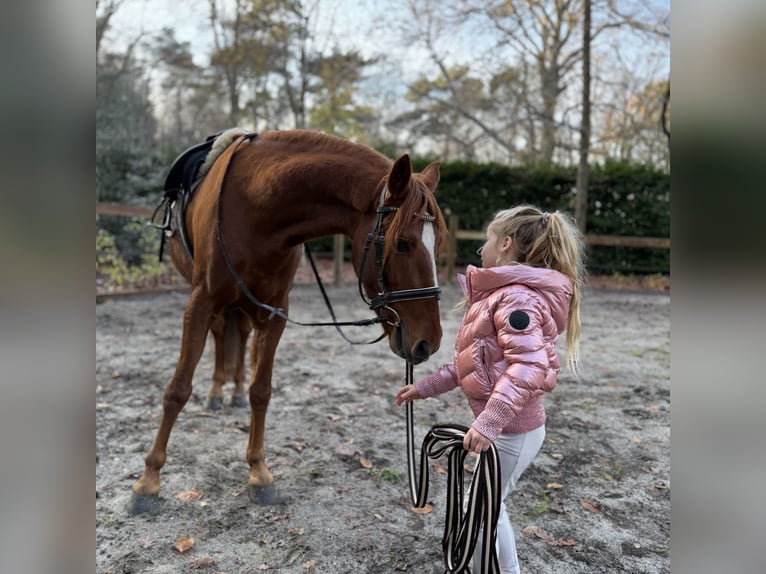 Sportivo Spagnolo / Sportivo della Spagna Castrone 8 Anni 150 cm Sauro in Bergen op Zoom