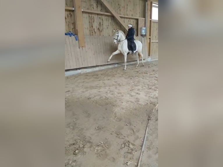 Sportivo Spagnolo / Sportivo della Spagna Castrone 8 Anni 157 cm Perlino in Maiche