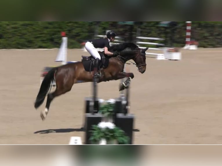 Sportivo Spagnolo / Sportivo della Spagna Castrone 8 Anni 165 cm Baio scuro in Barcelona