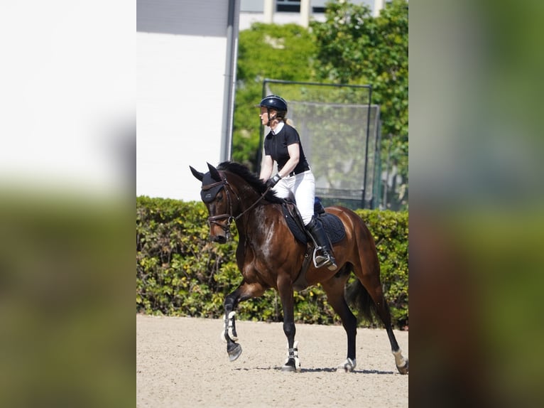 Sportivo Spagnolo / Sportivo della Spagna Castrone 8 Anni 165 cm Baio scuro in Barcelona