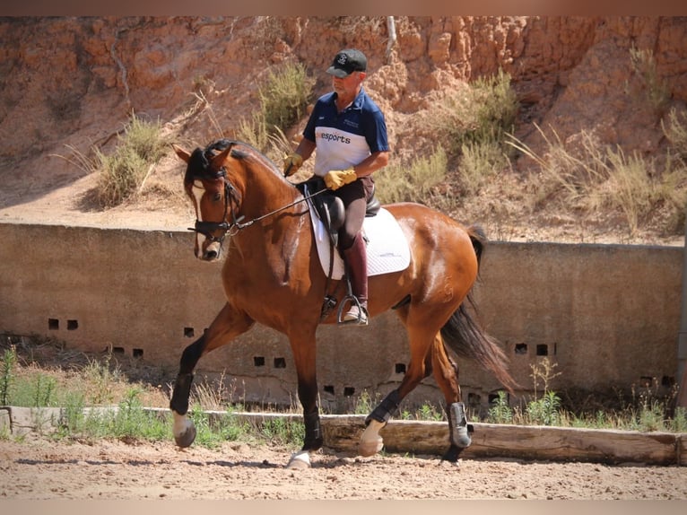 Sportivo Spagnolo / Sportivo della Spagna Castrone 8 Anni 168 cm Baio in Valencia