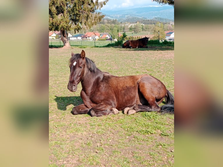 Sportivo Spagnolo / Sportivo della Spagna Castrone 8 Anni 170 cm Baio scuro in Kollegg