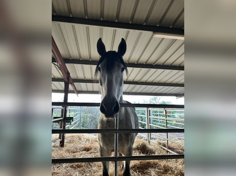 Sportivo Spagnolo / Sportivo della Spagna Castrone 8 Anni 170 cm Grigio pezzato in Sainte radegonde des noyers