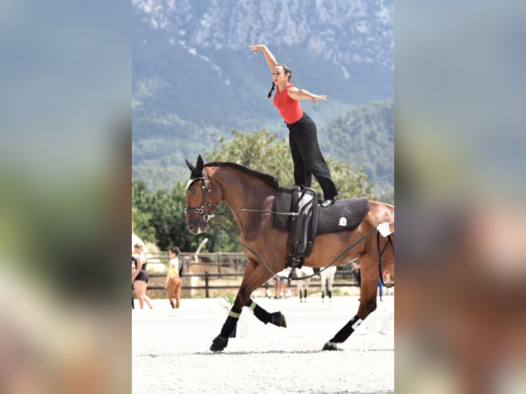 Sportivo Spagnolo / Sportivo della Spagna Castrone 8 Anni 179 cm Baio scuro in Huesca