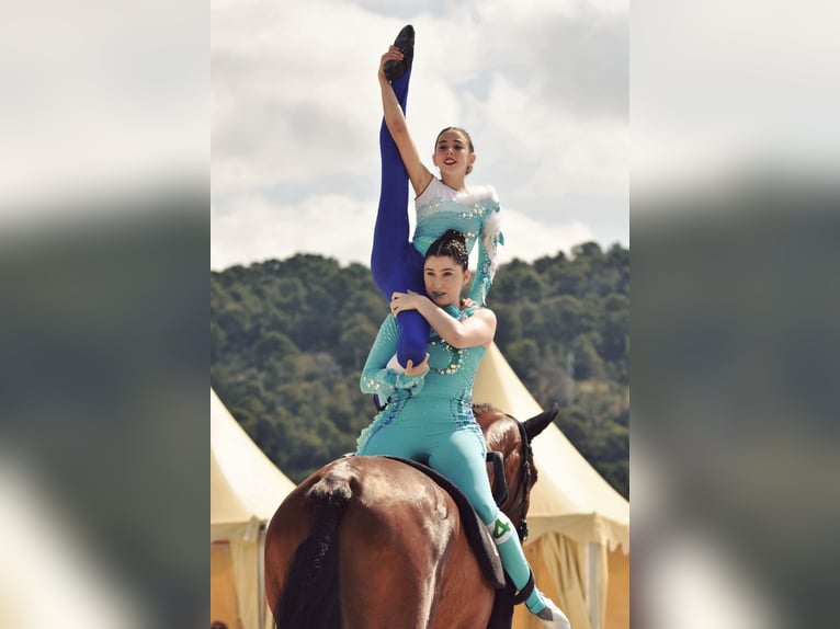 Sportivo Spagnolo / Sportivo della Spagna Castrone 8 Anni 179 cm Baio scuro in Huesca