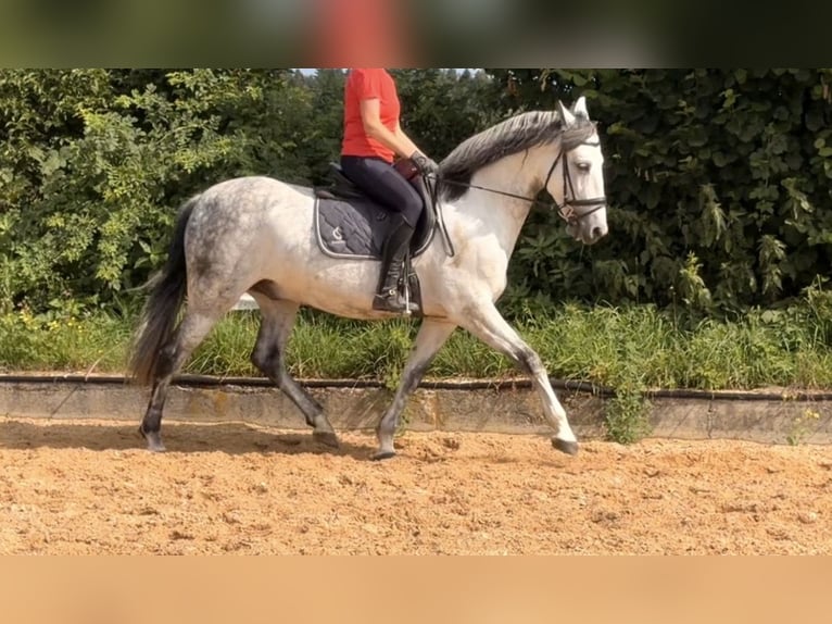 Sportivo Spagnolo / Sportivo della Spagna Castrone 9 Anni 160 cm Grigio in TutzingTutzing