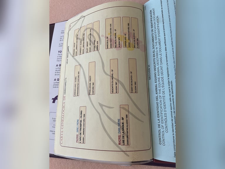 Sportivo Spagnolo / Sportivo della Spagna Castrone 9 Anni 160 cm Morello in Havekost
