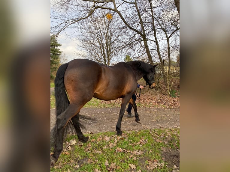 Sportivo Spagnolo / Sportivo della Spagna Castrone 9 Anni 165 cm Baio scuro in KönigsmoorKakenstorf