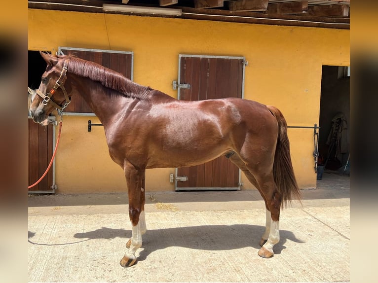 Sportivo Spagnolo / Sportivo della Spagna Castrone 9 Anni 175 cm in San Martin De La Vega, De (Carretera)