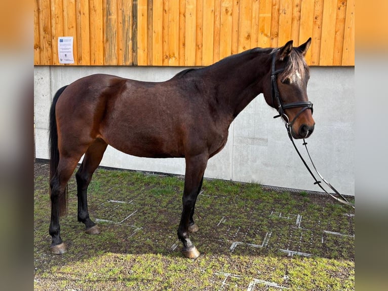 Sportivo Spagnolo / Sportivo della Spagna Giumenta 10 Anni 160 cm Baio in Igersheim