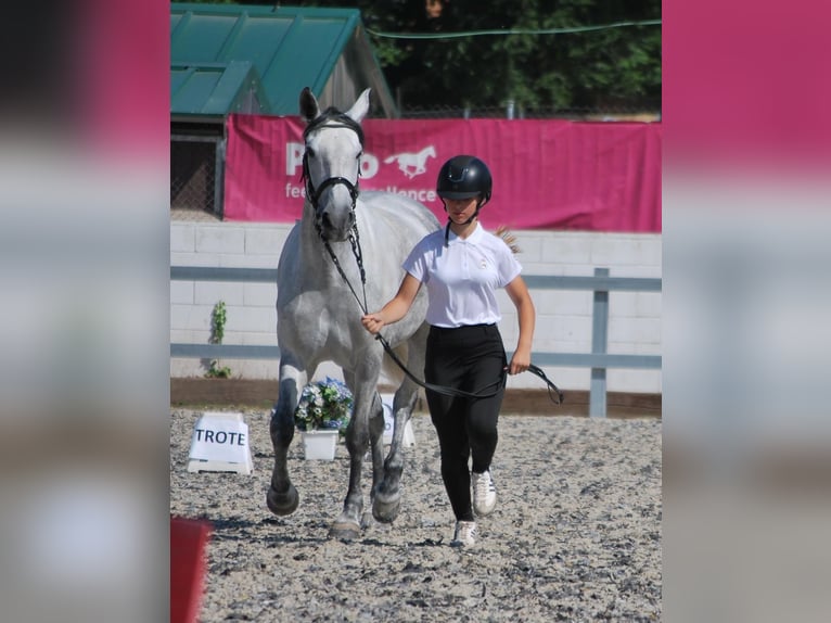 Sportivo Spagnolo / Sportivo della Spagna Mix Giumenta 11 Anni 152 cm Grigio in Vanacloig