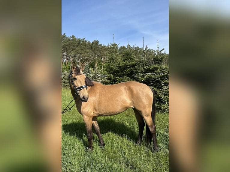 Sportivo Spagnolo / Sportivo della Spagna Giumenta 11 Anni 158 cm Pelle di daino in Berlin