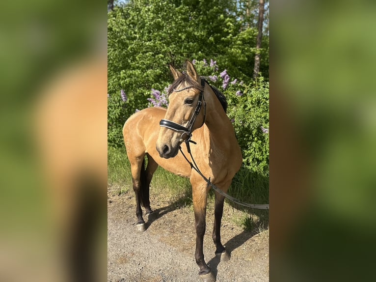 Sportivo Spagnolo / Sportivo della Spagna Giumenta 11 Anni 158 cm Pelle di daino in Berlin