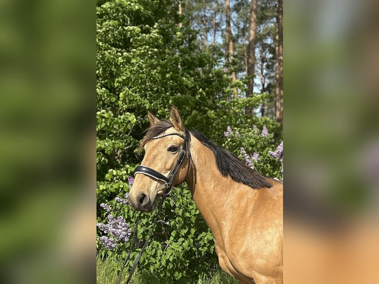 Sportivo Spagnolo / Sportivo della Spagna Giumenta 11 Anni 158 cm Pelle di daino in Berlin