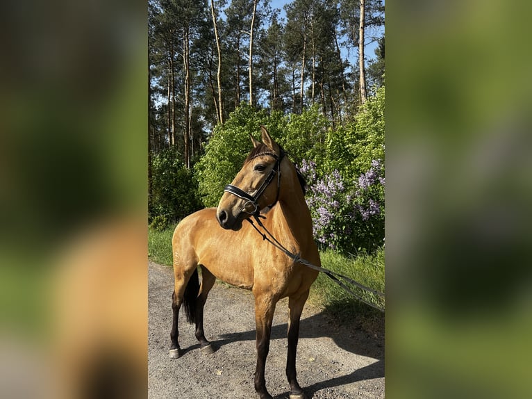 Sportivo Spagnolo / Sportivo della Spagna Giumenta 11 Anni 158 cm Pelle di daino in Berlin