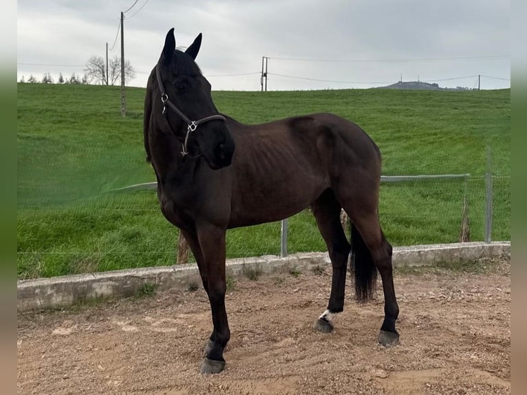 Sportivo Spagnolo / Sportivo della Spagna Giumenta 11 Anni 168 cm  in Santander