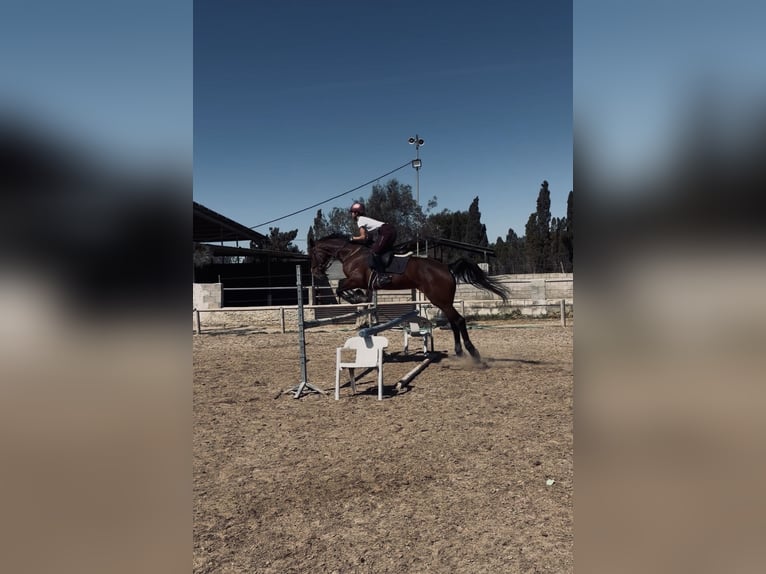 Sportivo Spagnolo / Sportivo della Spagna Giumenta 11 Anni 171 cm Baio in Barrio Alto