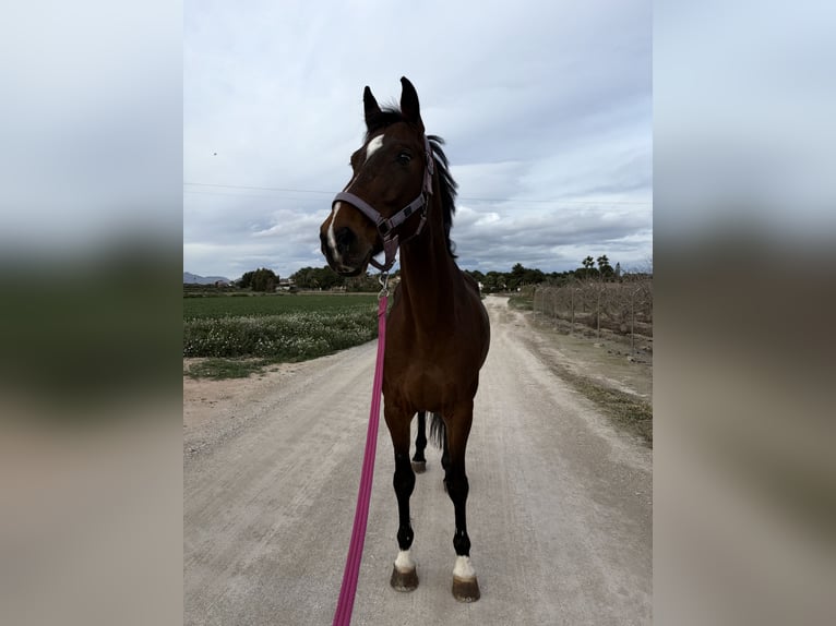 Sportivo Spagnolo / Sportivo della Spagna Giumenta 11 Anni 171 cm Baio in Barrio Alto