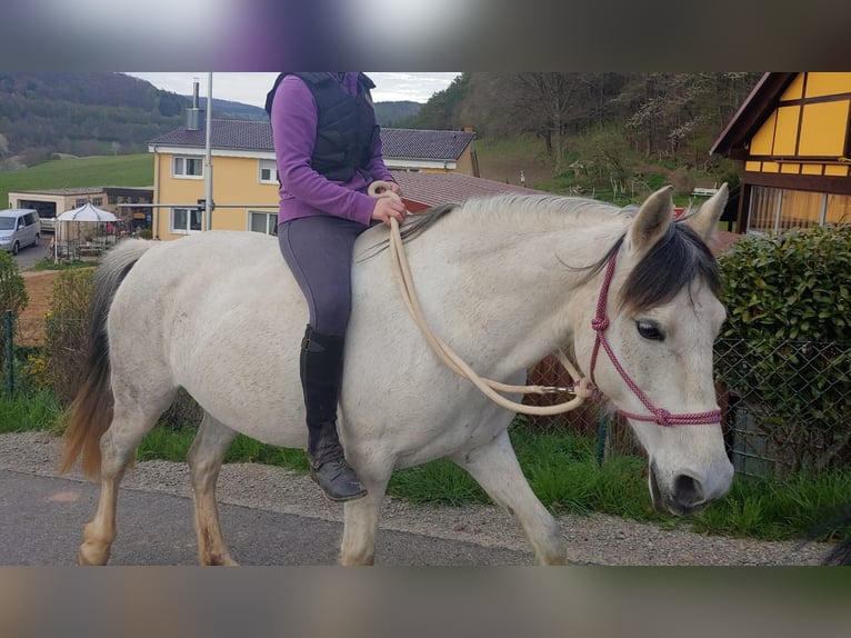 Sportivo Spagnolo / Sportivo della Spagna Mix Giumenta 14 Anni 150 cm Leardo in Zeitlofs