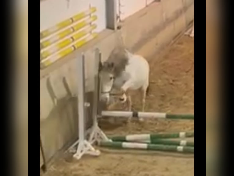 Sportivo Spagnolo / Sportivo della Spagna Giumenta 14 Anni 160 cm Grigio in Hamminkeln