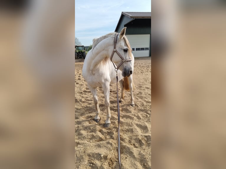 Sportivo Spagnolo / Sportivo della Spagna Giumenta 14 Anni 160 cm Grigio in Hamminkeln