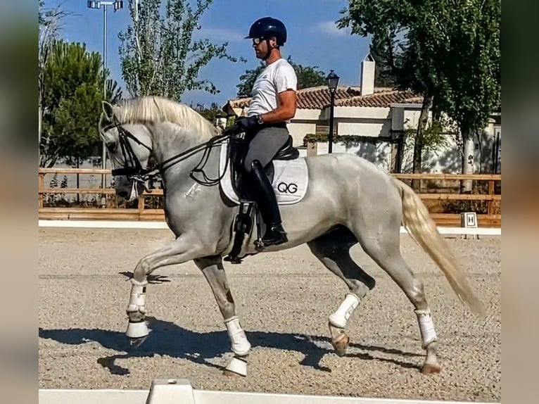 Sportivo Spagnolo / Sportivo della Spagna Giumenta 14 Anni 167 cm Grigio in Valencia