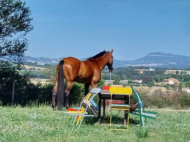 Sportivo Spagnolo / Sportivo della Spagna Giumenta 15 Anni 172 cm Baio in Llerona (Franqueses Del Valles, Les)