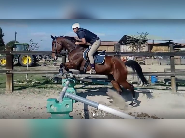 Sportivo Spagnolo / Sportivo della Spagna Giumenta 15 Anni 172 cm Baio in Llerona (Franqueses Del Valles, Les)
