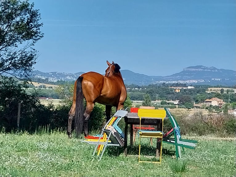 Sportivo Spagnolo / Sportivo della Spagna Giumenta 15 Anni 172 cm Baio in Llerona (Franqueses Del Valles, Les)