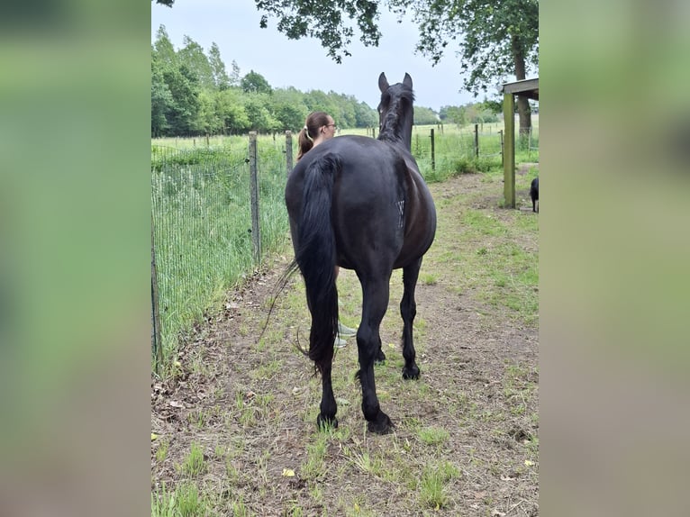 Sportivo Spagnolo / Sportivo della Spagna Giumenta 20 Anni 154 cm Morello in Boortmeerbeek