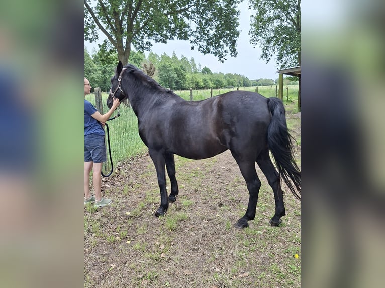 Sportivo Spagnolo / Sportivo della Spagna Giumenta 20 Anni 154 cm Morello in Boortmeerbeek