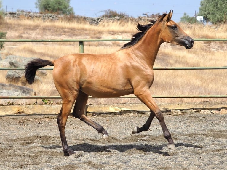 Sportivo Spagnolo / Sportivo della Spagna Giumenta 2 Anni 153 cm in NAVAS DEL MADRONO