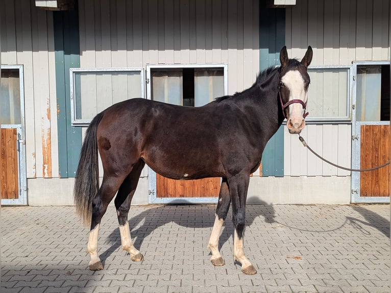 Sportivo Spagnolo / Sportivo della Spagna Giumenta 2 Anni 158 cm Baio scuro in Wangen im Allg&#xE4;u