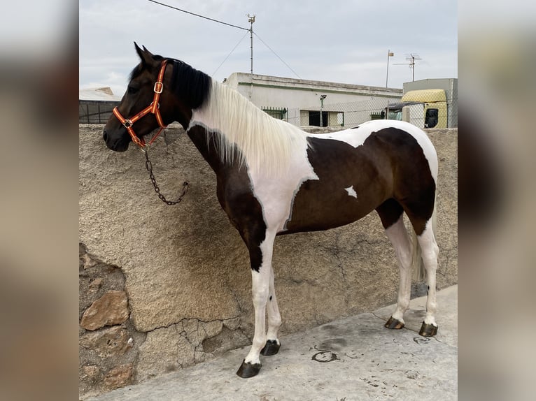 Sportivo Spagnolo / Sportivo della Spagna Giumenta 2 Anni 170 cm Pezzato in La Ca&#xF1;ada de san Urbano