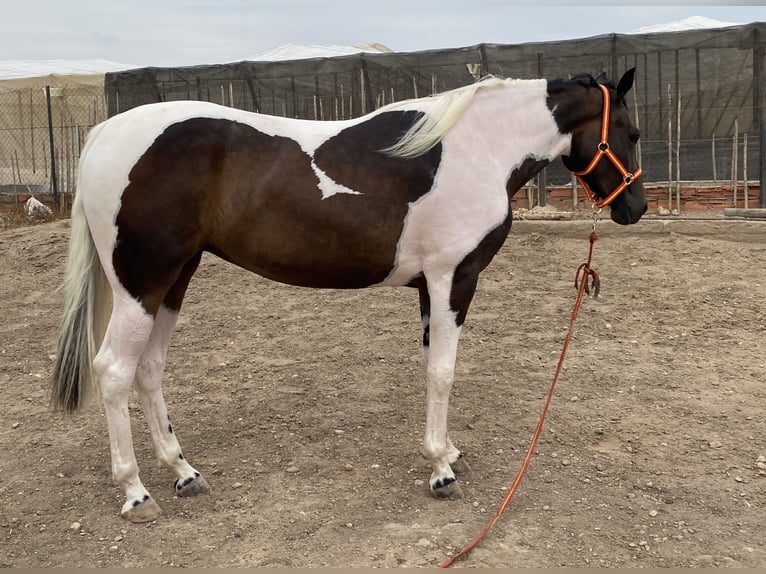 Sportivo Spagnolo / Sportivo della Spagna Giumenta 2 Anni 170 cm Pezzato in La Ca&#xF1;ada de san Urbano
