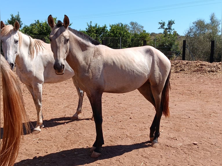 Sportivo Spagnolo / Sportivo della Spagna Giumenta 2 Anni Grigio in La Vall D'Uixo