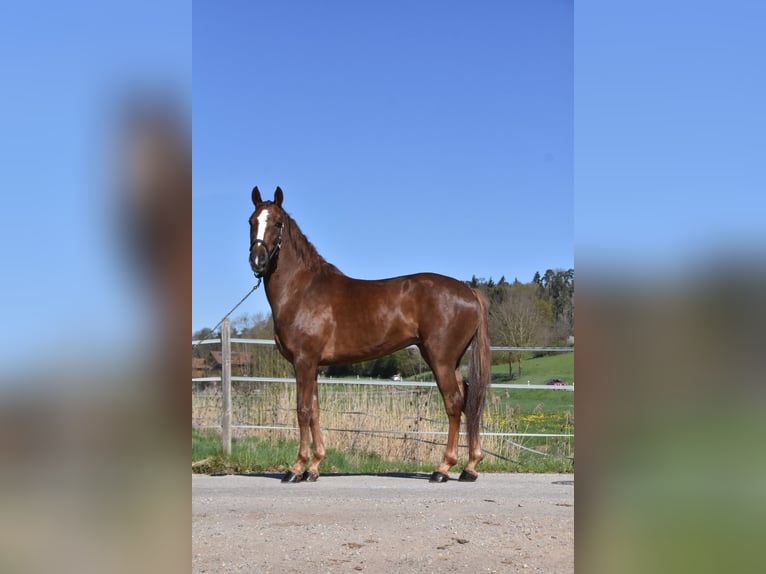Sportivo Spagnolo / Sportivo della Spagna Giumenta 3 Anni 154 cm Sauro scuro in Arnstorf