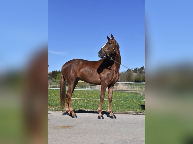 Sportivo Spagnolo / Sportivo della Spagna Giumenta 3 Anni 154 cm Sauro scuro in Arnstorf