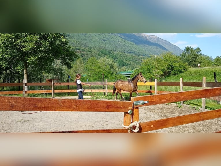 Sportivo Spagnolo / Sportivo della Spagna Giumenta 3 Anni 163 cm  in Dubino
