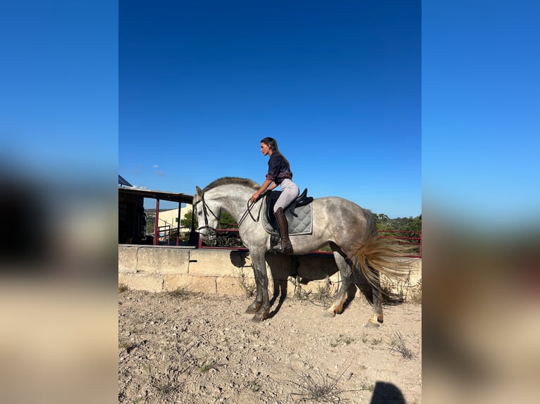 Sportivo Spagnolo / Sportivo della Spagna Giumenta 3 Anni 163 cm Grigio in Santa Maria Del Cami (Isla De Mallorca)