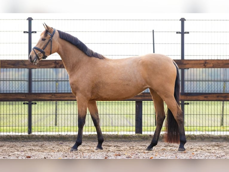 Sportivo Spagnolo / Sportivo della Spagna Giumenta 4 Anni 153 cm  in huijbergen