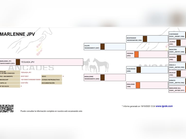 Sportivo Spagnolo / Sportivo della Spagna Giumenta 4 Anni 157 cm Baio in Ponferrada