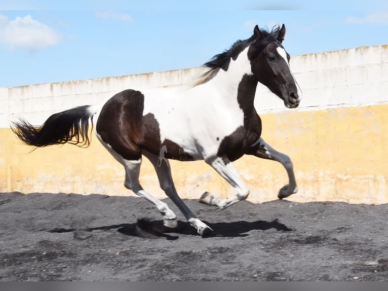 Sportivo Spagnolo / Sportivo della Spagna Giumenta 4 Anni 159 cm Pezzato in Provinz Granada