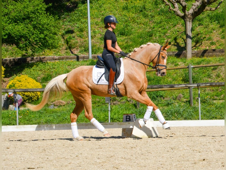 Sportivo Spagnolo / Sportivo della Spagna Giumenta 4 Anni 161 cm Palomino in Casavells