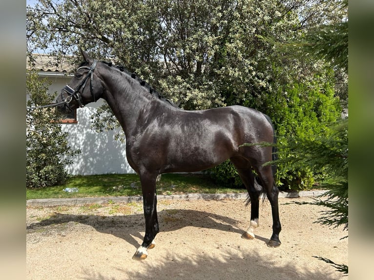 Sportivo Spagnolo / Sportivo della Spagna Giumenta 4 Anni 162 cm Morello in Ventosa Del Rio Almar