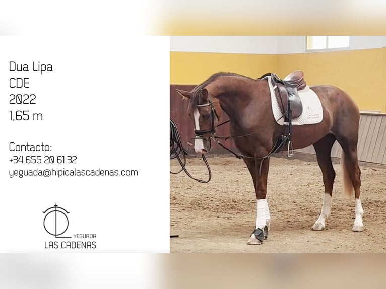 Sportivo Spagnolo / Sportivo della Spagna Giumenta 4 Anni 165 cm in Carretera Alcala- Camarma Km 3,3