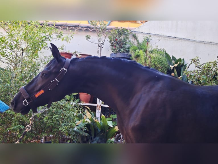 Sportivo Spagnolo / Sportivo della Spagna Giumenta 4 Anni 165 cm Morello in Villanueva De La Concepcion